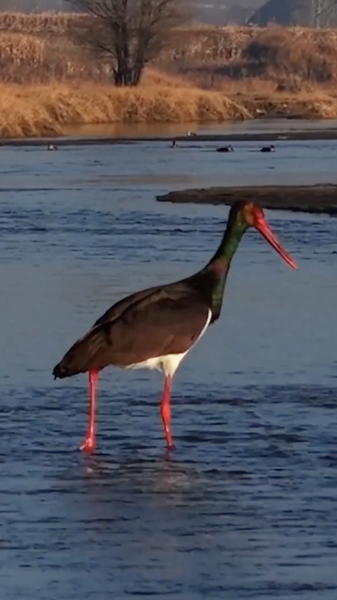 Migratory Birds Illuminate Shanxi's Wetlands 🦢🌿 video poster