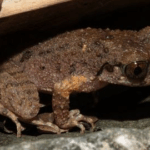 Kung Fu Frog Leaps into Science Spotlight in Guangdong 🐸🥋