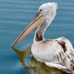 5BRH2DW7A2OMX9Y5KXHO - 🌍NewspaperAmigo – Your Global News Buddy 🗞️ Rare Giant Pelicans Flock to North China Wetland 🌿 video poster