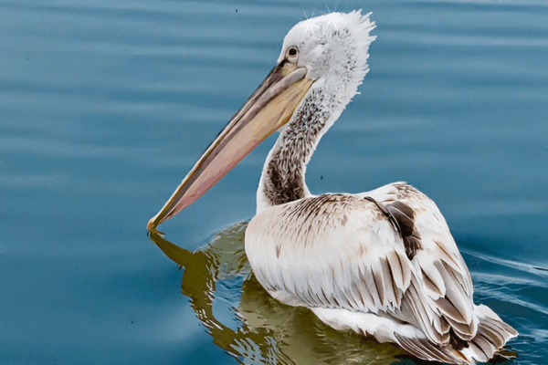 Rare Giant Pelicans Flock to North China Wetland 🌿 video poster