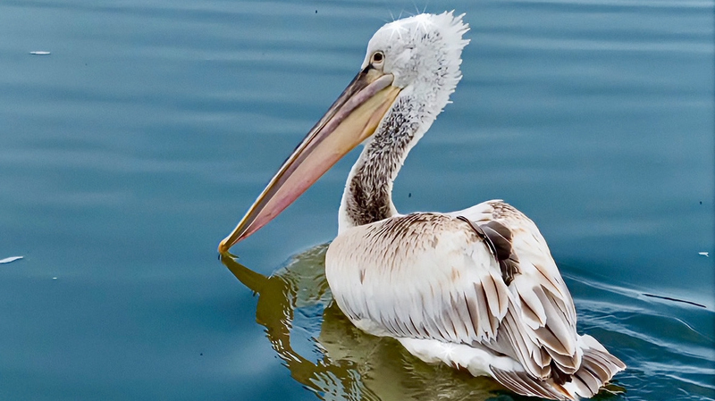 Rare Giant Pelicans Flock to North China Wetland 🌿 video poster