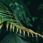 7D7D7CJO2JS4R8Q7LQHS - 🌍NewspaperAmigo – Your Global News Buddy 🗞️ 🌱 Chinese Ferns Unlock Rare Earth Secrets, Boost Green Tech Hopes!