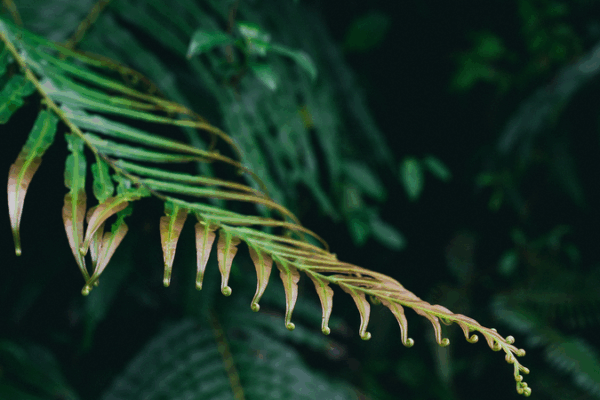 🌱 Chinese Ferns Unlock Rare Earth Secrets, Boost Green Tech Hopes!