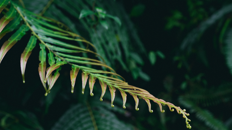 🌱 Chinese Ferns Unlock Rare Earth Secrets, Boost Green Tech Hopes!