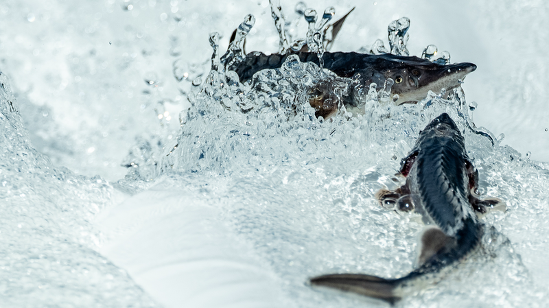 China Breeds Third-Gen Sturgeon in Conservation Win 🐟✨
