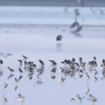 Poyang Lake Becomes Winter Paradise for Migratory Birds 🦆🌾 video poster