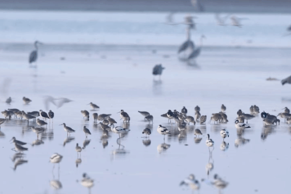Poyang Lake Becomes Winter Paradise for Migratory Birds 🦆🌾 video poster