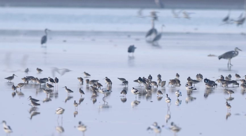 Poyang Lake Becomes Winter Paradise for Migratory Birds 🦆🌾 video poster