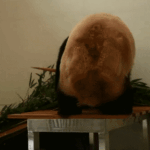 China’s New Panda Paradise Opens in Sichuan! 🐼🌿