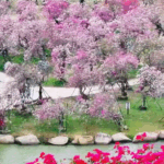 C809I6C2DQY1D9961KOS - 🌍NewspaperAmigo – Your Global News Buddy 🗞️ Hainan's Nanwan Flower Town: A Blooming Wonderland 🌸✨ video poster