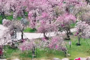 Hainan's Nanwan Flower Town: A Blooming Wonderland 🌸✨ video poster