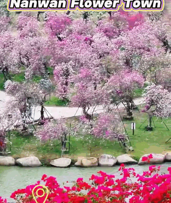Hainan's Nanwan Flower Town: A Blooming Wonderland 🌸✨ video poster