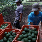 🌱 Mexico’s Agribusiness Eyes Global Growth at China Expo 🌍