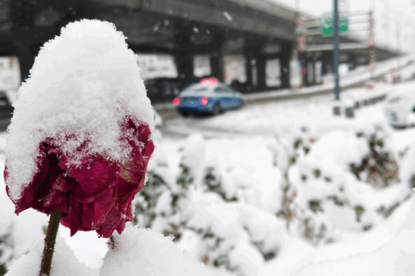 Blizzard Batters Xinjiang: Record Snowfall Paralyzes NW China 🚚❄️
