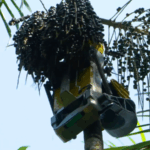 🤖🌱 Acai Harvest Goes High-Tech with Amazon Robots in 2025! video poster