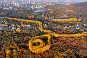 Nanjing's Autumn 'Golden Necklace' Stuns Visitors in 2025 🌟🍂