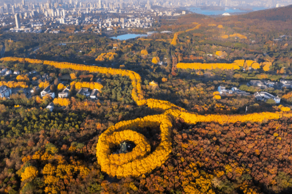 Nanjing's Autumn 'Golden Necklace' Stuns Visitors in 2025 🌟🍂
