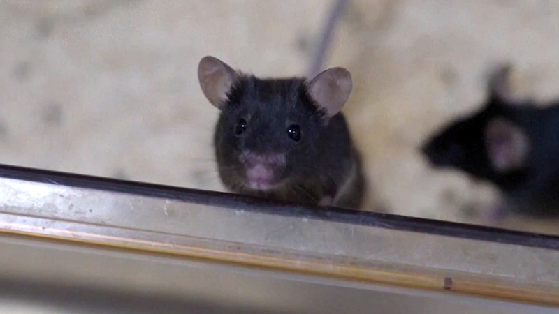 China’s Space Mice Thrive in Zero Gravity 🐭🚀