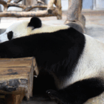 Hainan’s Panda Stars Shine Bright in 2025 🐼✨ video poster