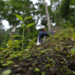 Ancient Wisdom in Yunnan’s Tea Forests: Where Fallen Trees Bring New Life 🌱🍵