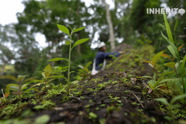Ancient Wisdom in Yunnan’s Tea Forests: Where Fallen Trees Bring New Life 🌱🍵