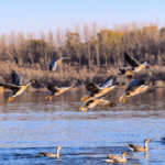 HIQJEKEID9ENTZLGC5ER - 🌍NewspaperAmigo – Your Global News Buddy 🗞️ Witness China’s Migratory Birds in Their Winter Journey 🕊️❄️ video poster