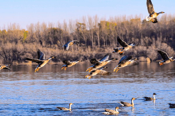 Witness China’s Migratory Birds in Their Winter Journey 🕊️❄️ video poster
