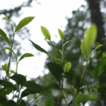 HSE9EY12NWVLCPZT6OKP - 🌍NewspaperAmigo – Your Global News Buddy 🗞️ Ancient Tea Forests of Jingmai Mountain: A Lesson in Eco-Harmony 🌿🍵 video poster