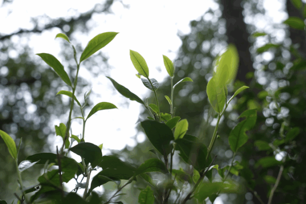 Ancient Tea Forests of Jingmai Mountain: A Lesson in Eco-Harmony 🌿🍵 video poster