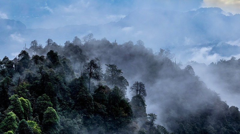 Laojunshan: China’s Hidden Gem Protecting the Rare Sichuan Partridge 🌿🐦