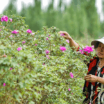 From Sand to Gold: Xinjiang’s Desert Blooms with Roses & Seafood 🌹🐟 video poster