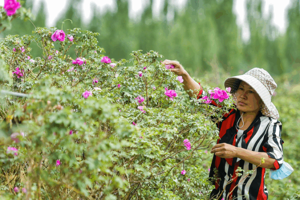 From Sand to Gold: Xinjiang’s Desert Blooms with Roses & Seafood 🌹🐟 video poster