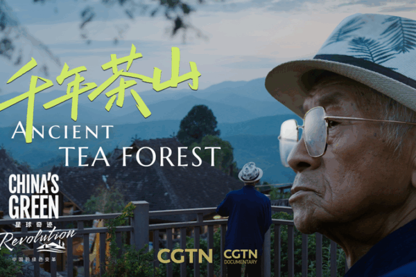 Guardians of the Leaf: China's Tea Culture Faces Modern Challenges 🌱 video poster