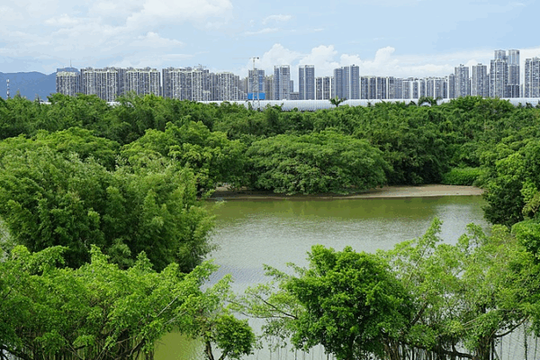 Guangdong's 'Bird Paradise' Blends Nature & Culture 🌳🐦 video poster