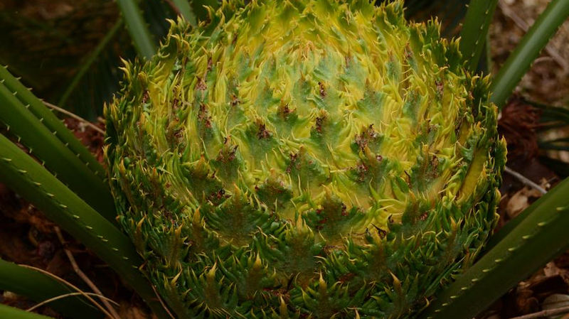 🌿 Hainan's Rainforest Reveals New Species & Biodiversity Boom!