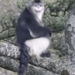 Yunnan Snub-Nosed Monkeys Make a Comeback: Population Hits 350 🐒🌿 video poster