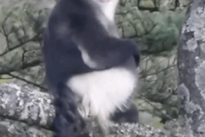 Yunnan Snub-Nosed Monkeys Make a Comeback: Population Hits 350 🐒🌿 video poster