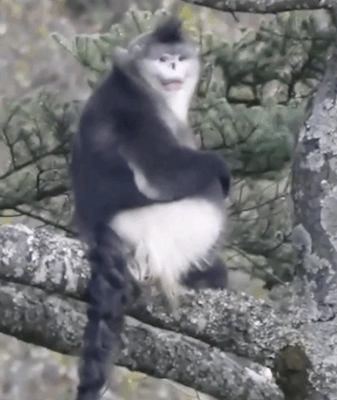 Yunnan Snub-Nosed Monkeys Make a Comeback: Population Hits 350 🐒🌿 video poster