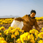 Q11P3NI3F4OWLOKEEDTV - 🌍NewspaperAmigo – Your Global News Buddy 🗞️ Golden Blooms Boost Zhejiang's Agri-Tourism 🌼🚜