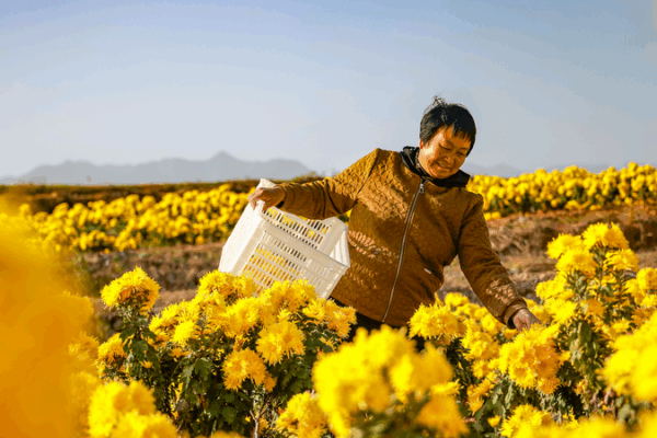 Golden Blooms Boost Zhejiang's Agri-Tourism 🌼🚜