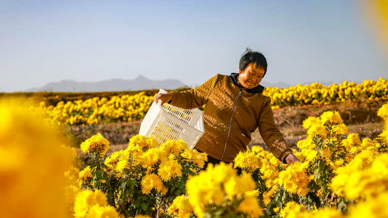 Golden Blooms Boost Zhejiang's Agri-Tourism 🌼🚜