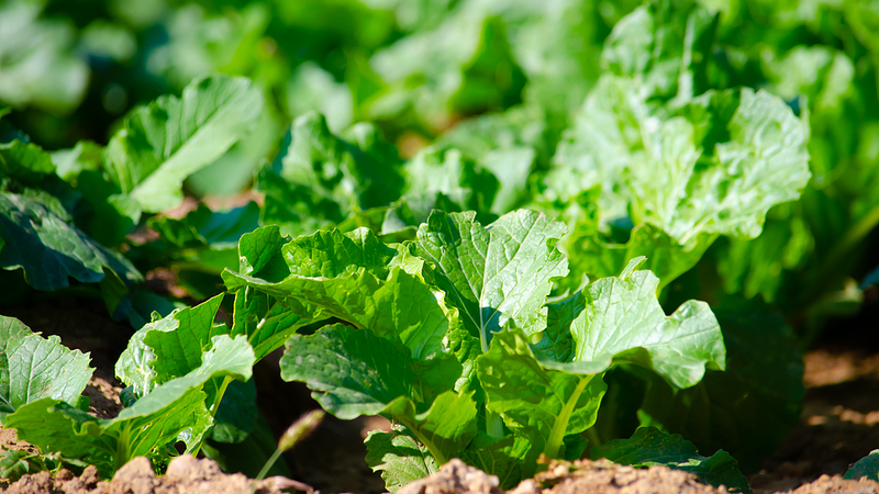 RM7I10ZGL7ER1N0WM4HF - 🌍NewspaperAmigo – Your Global News Buddy 🗞️ 🌱 Scientists Unlock Coral Island Vegetation Secrets with Microbe Magic!