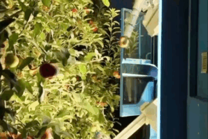 Robots_Revolutionize_Orchards__Agri_Bots_Take_Over_Fruit_Picking_in_China_2025 video poster