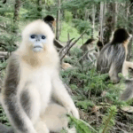China's Nature Reserves Thrive: Wildlife Populations Soar 🌱🐒 video poster