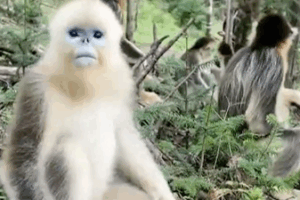 China's Nature Reserves Thrive: Wildlife Populations Soar 🌱🐒 video poster