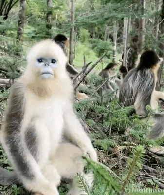 China's Nature Reserves Thrive: Wildlife Populations Soar 🌱🐒 video poster