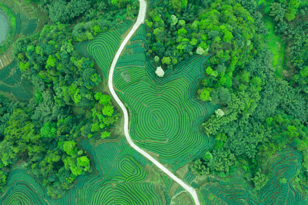 Xi’s Eco-Civilization Vision Gains Global Spotlight in 2025 🌱🌍