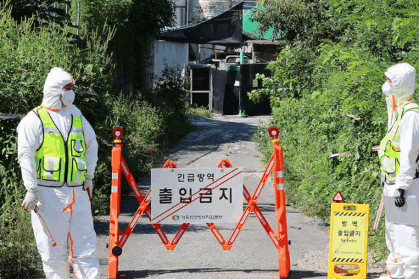 South_Korea_Raises_ASF_Alert_to__Serious__After_6th_Outbreak_in_2025