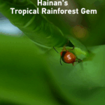 UFHY388GIDCPUN18C0TN - 🌍NewspaperAmigo – Your Global News Buddy 🗞️ Discover Wuzhishan: Hainan’s Hidden Rainforest Paradise 🌿 video poster