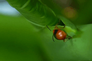 Discover Wuzhishan: Hainan’s Hidden Rainforest Paradise 🌿 video poster